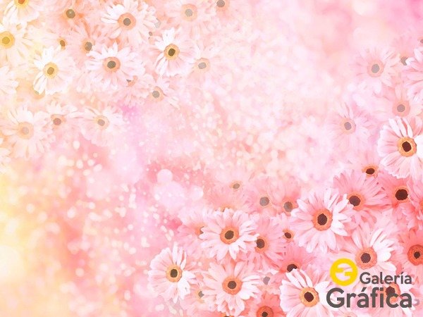 Producto - Flores FS 43