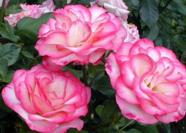 Producto - Hannah Gordon