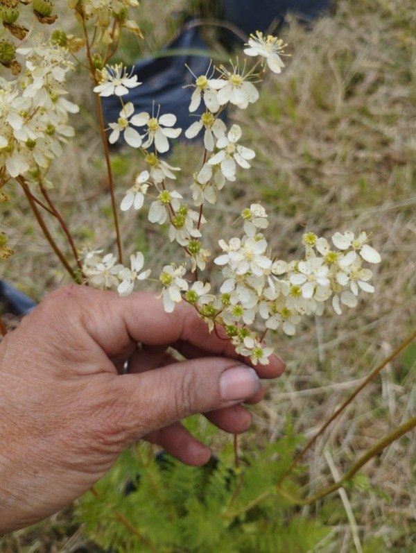 Producto - Filipendula hexapetala .