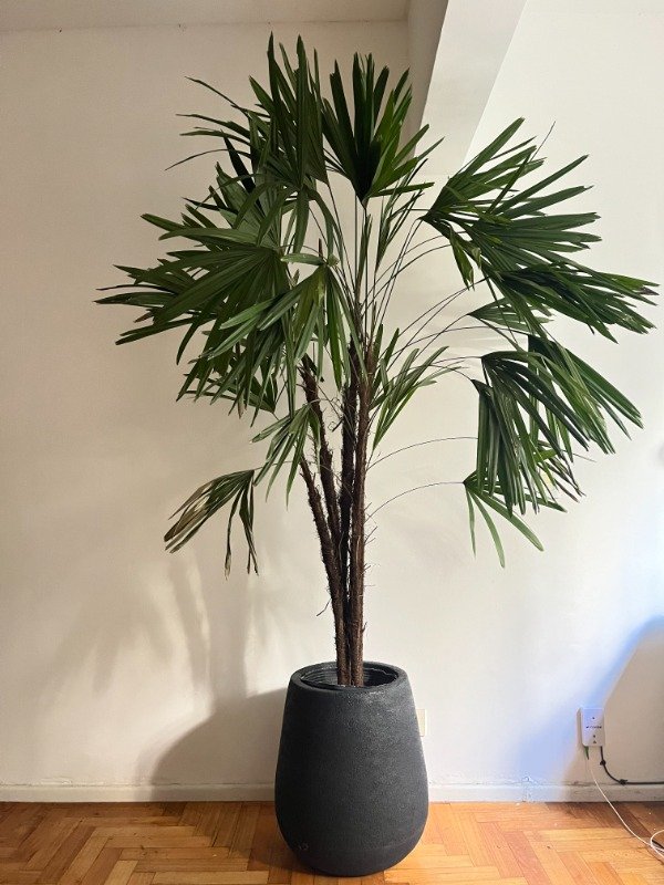 Producto - Palmera Rhapis o Palma de Dama Gigante