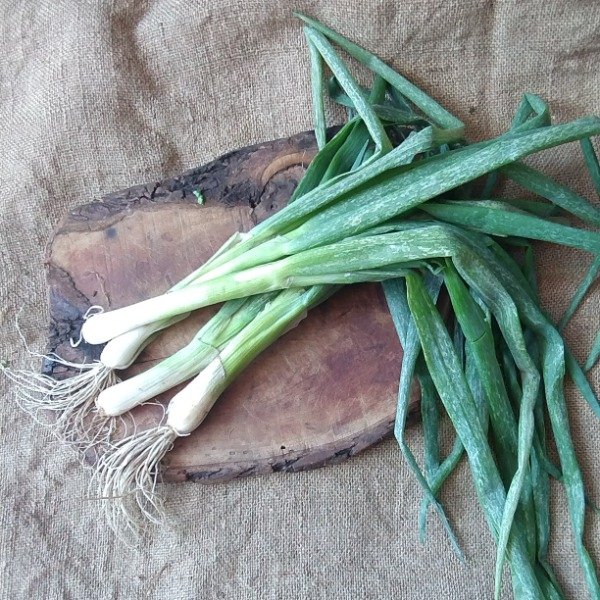 Producto - Cebolla de Verdeo Mercado de la Tierra
