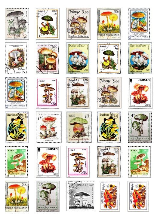 Producto - 30 stickers: estampillas de hongos