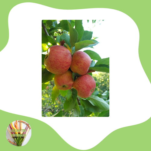 Producto - Manzanas Pink - 1kg