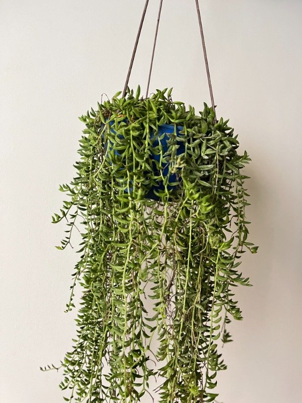 Producto - Collar de Bananas