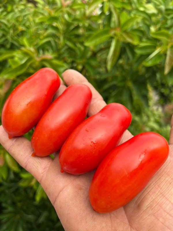 Producto - SEMILLAS DE TOMATE SAN MARZANO