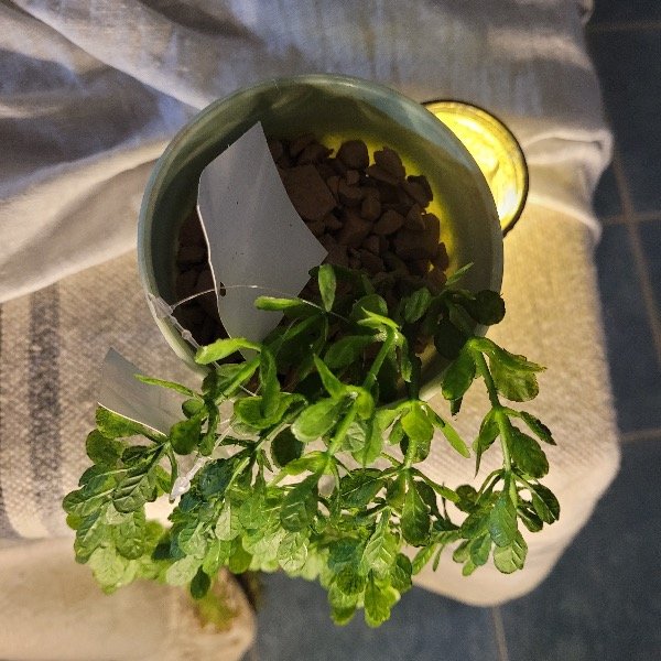 Producto - PLANTA ARTIFICIAL TIPO SUCULENTA SEDUM