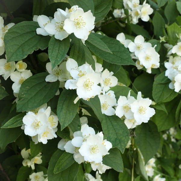 Producto - Jazmin Patagonico (Philadelphus Coronarius)
