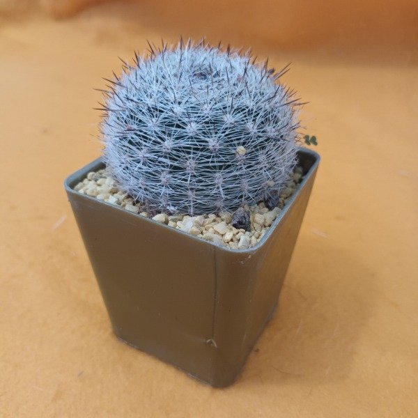 Miniatura de producto - 17