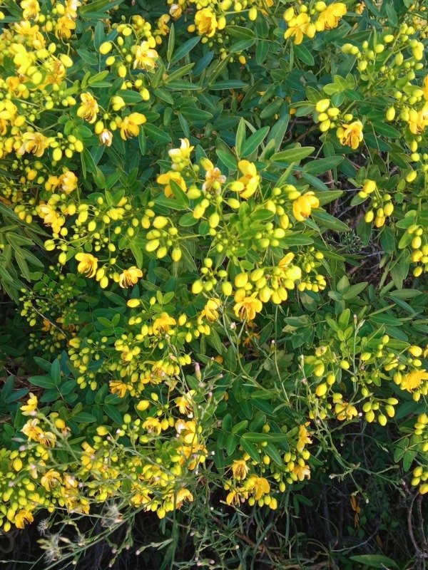 Producto - SEN DE CAMPO (Senna corymbosa)
