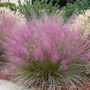 Producto - Muhlenbergia capillaris