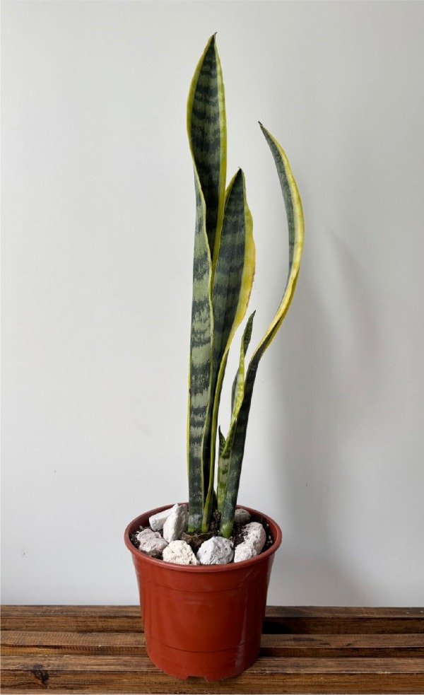Producto - Sansevieria variegada - 0