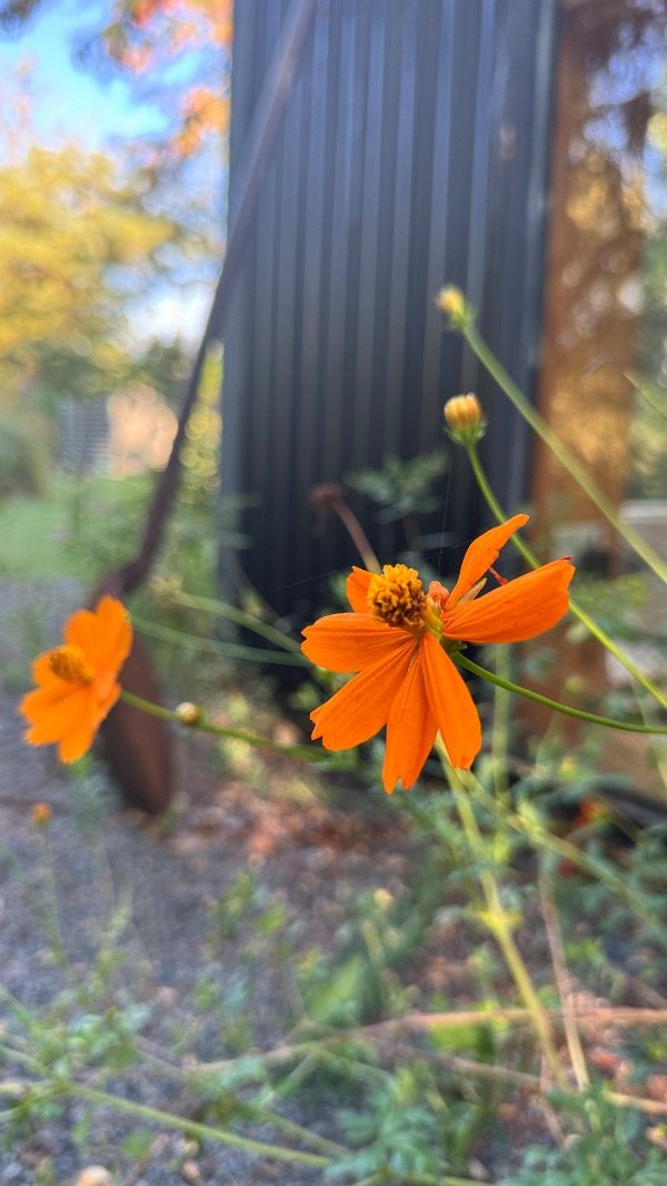Producto - COSMOS SULPHUREUS