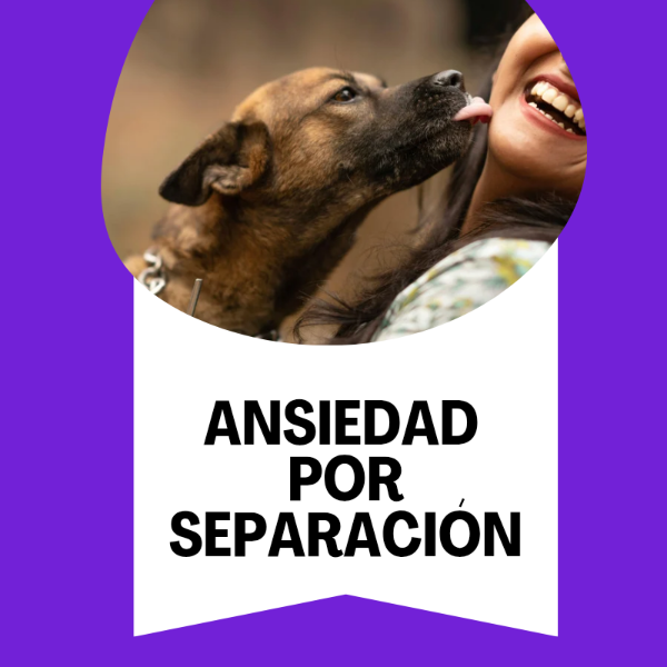 Producto - Ansiedad por Separación