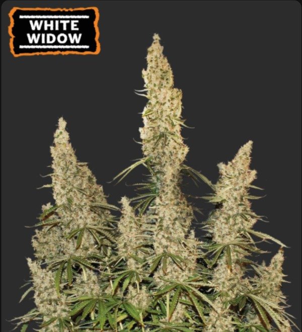 Producto - WHITE WIDOW AUTOFLORECIENTE