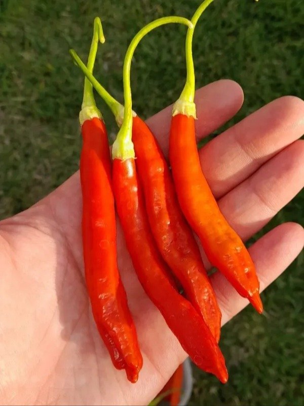 Producto - Combo 150 Semillas de Ajíes Picantes (10 variedades) - 4