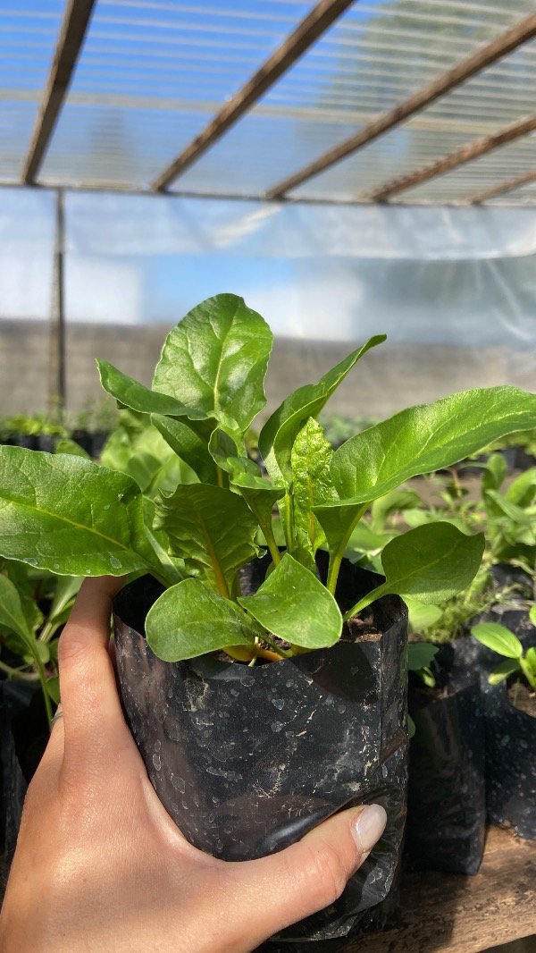 Producto - Plantines de acelga penca amarilla