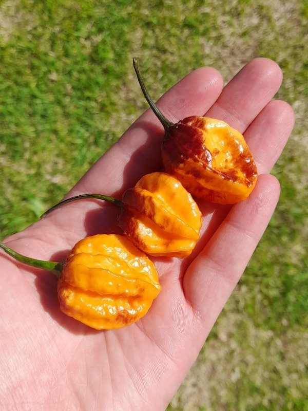 Producto - 10 Semillas de Pimenta da Dog - 1