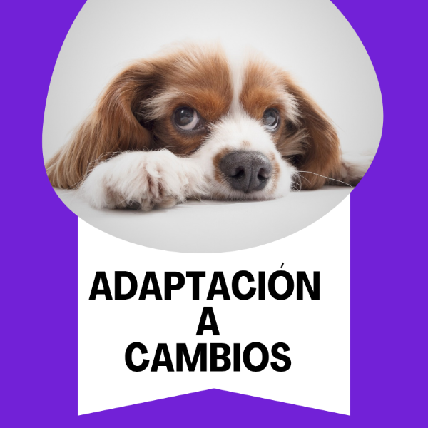 Producto - Adaptación a Cambios