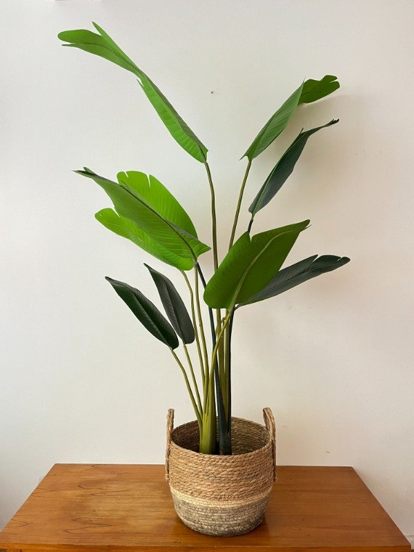 Producto - Strelitzia Nicolai Sin Riego 165cm