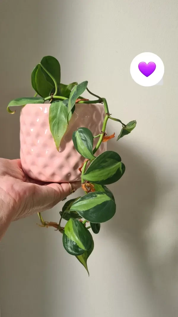 Producto - ALBA LISTA en maceta dolcezza