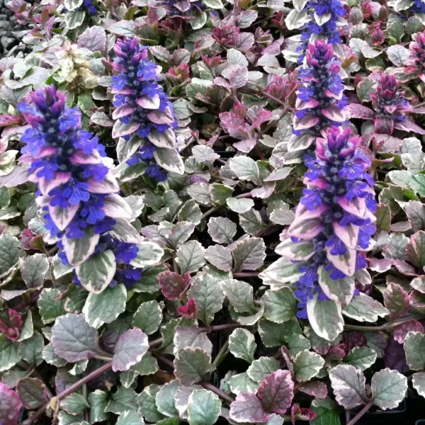 Producto - Ajuga reptans
