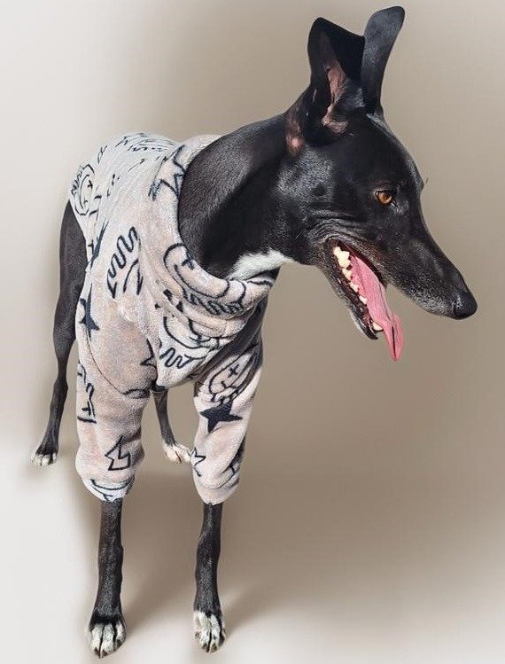 Producto - Buzo Galgos POLAR SOFT - 4