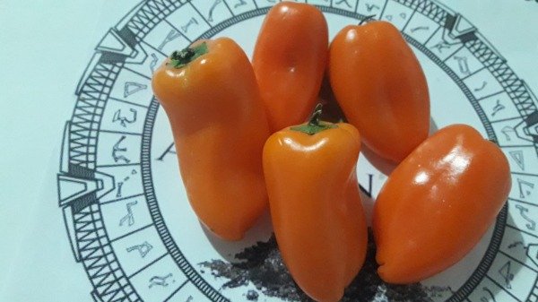 Miniatura de producto - 1