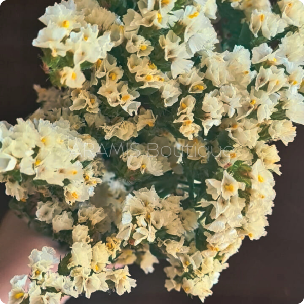 Producto - Statice Limonium Amarillo