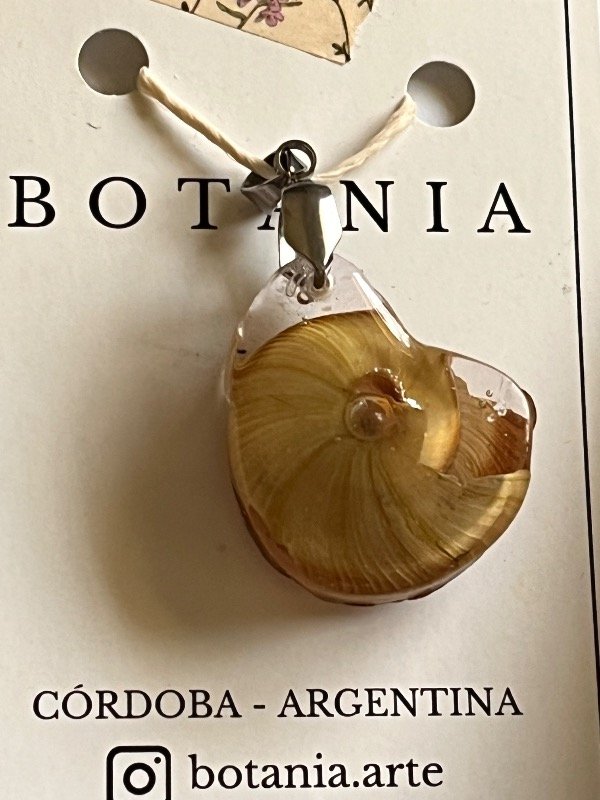 Producto - Variedad 24 caracol - 1