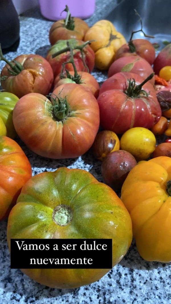 Producto - Semillas agroecologicos de tomate reliquia