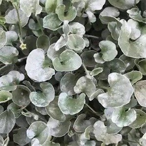 Producto - Dichondra argentea (Dichondra plateada)