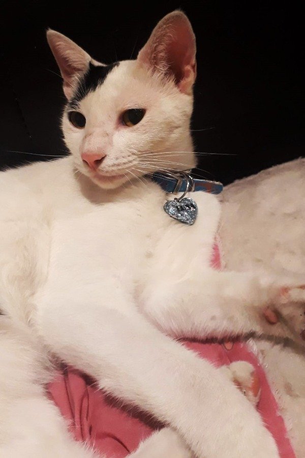 Producto - Chapitas de resina "Corazón"