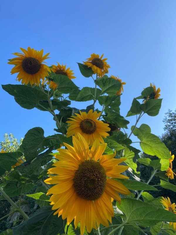 Producto - Semillas agroecologicas de girasoles mix