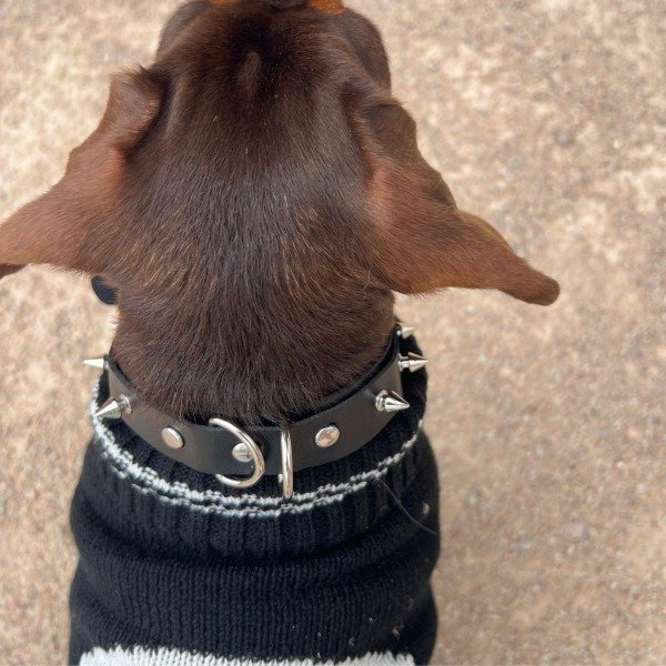 Producto - COLLAR PELUDETH NEGRO