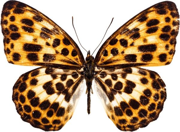 Producto - Mariposa