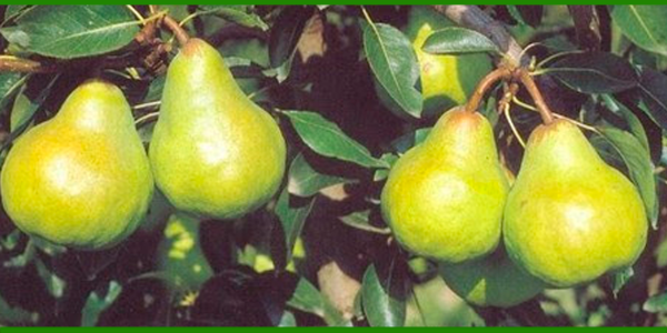 Producto - PERA WILLIAMS ORGÁNICA