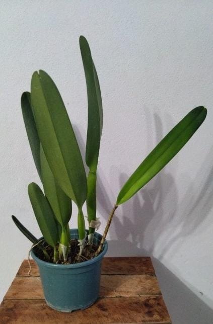 Producto - Laelia Purpurata Semi Alba "Genesio" - 2