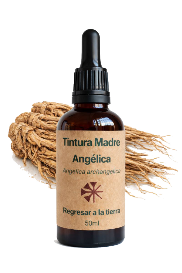Producto - Tintura Madre de Angélica 50ml