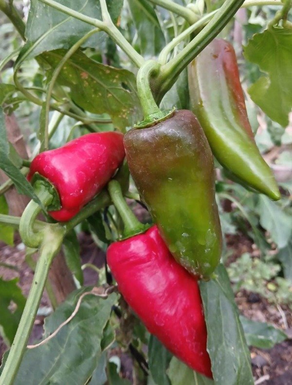 Producto - Nalapeño