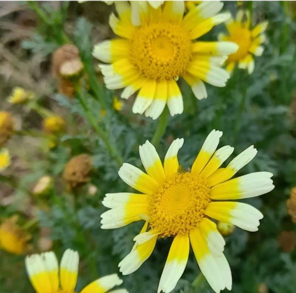 Producto - Chrysanthemum Indicum