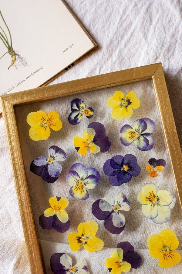 Producto - Violas