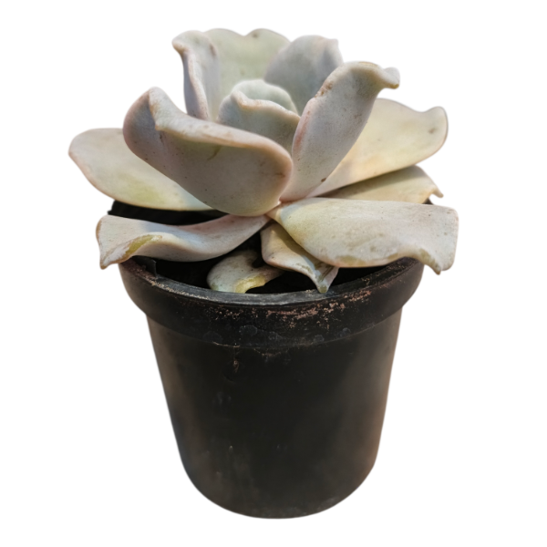 Producto - Echeveria crispate M6