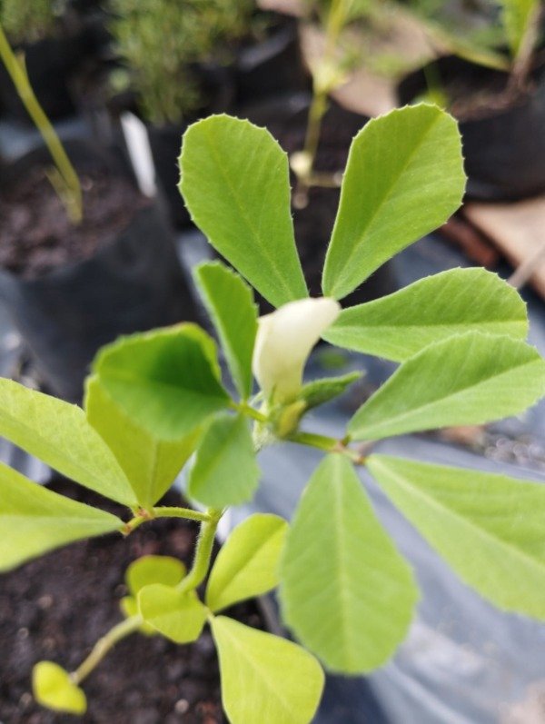 Producto - Fenogreco