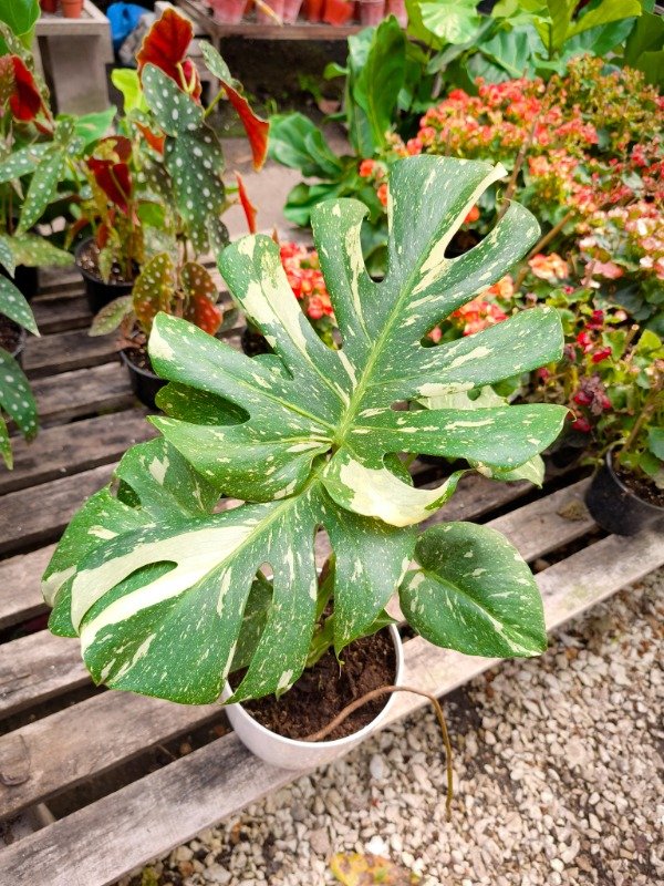 Producto - Monstera deliciosa variegata de colección