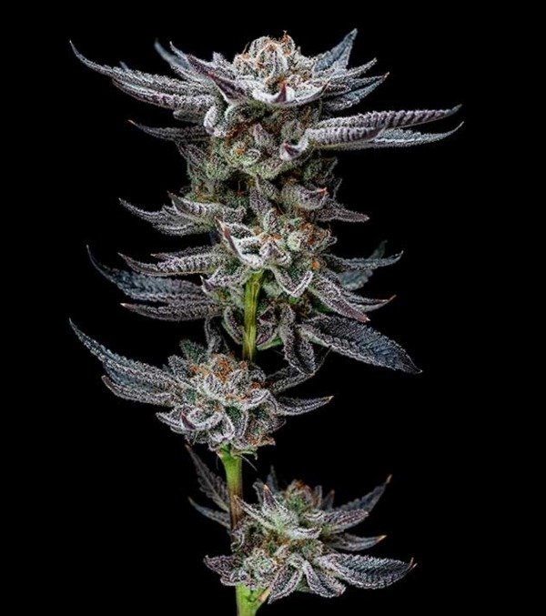 Producto - GORILLA GLUE AUTO