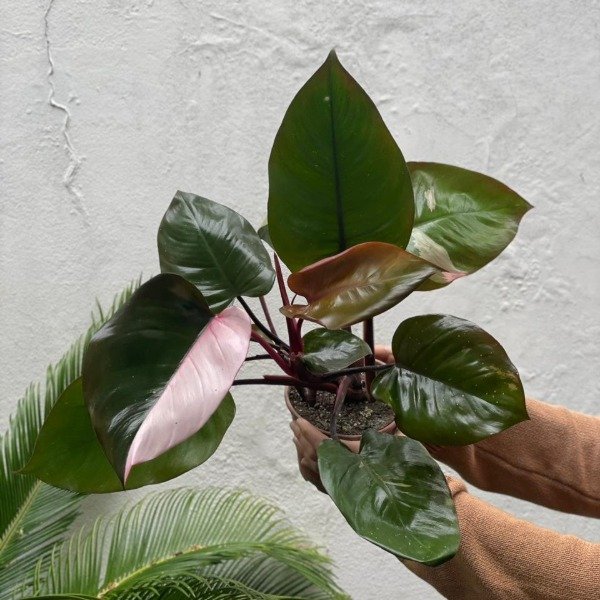 Producto - Philodendron Pink Princess m15