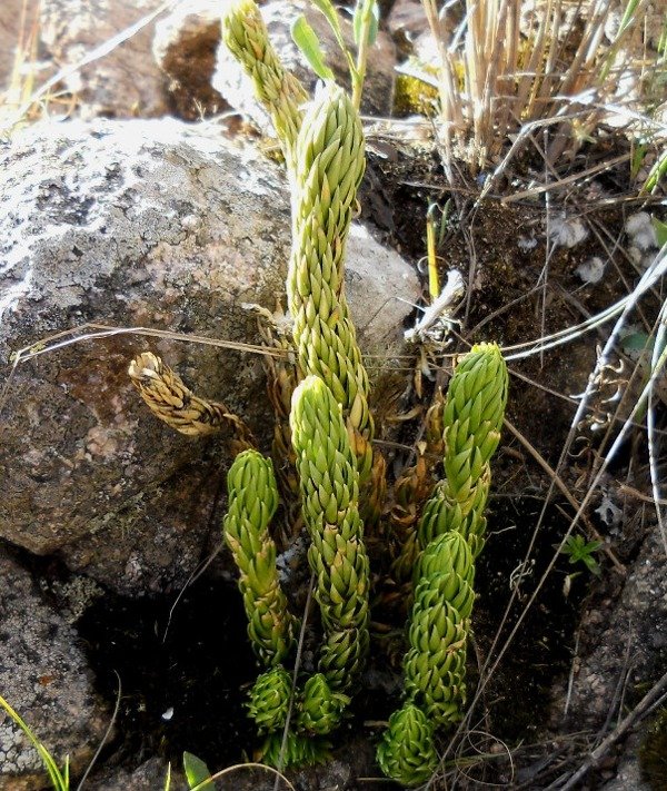 Miniatura de producto - 7