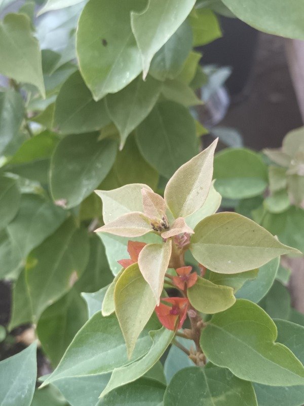 Producto - Santa Rita Enana - 0