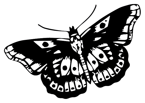 Producto - Mariposa Harry Styles