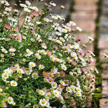 Producto - Erigeron karvinskianus 750 cc